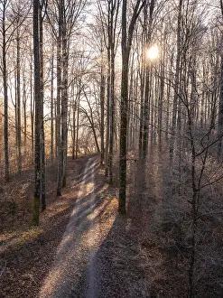 Winter Forest Germany Drucke: A winding path through a wintry forest