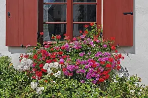 Bilder Datiert 10. August 2024: Fenster mit blumigen Dekorationen.