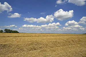 Southern German Countryside Drucke: Windrows of straw on a stubble field with cloudy sky