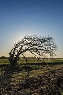 Bilder Datiert 19. September 2024: Windswept eucalyptus tree print