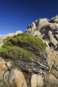 Sculpted Rock Formations Italy Drucke: Windswept Juniper Tree at Capo Testa