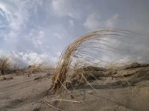Marram Grass Drucke: Windswept marram grass