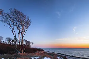 Windswept Tree Germany Drucke: Windswept tree on the dune 'Ostseedune' at sunset