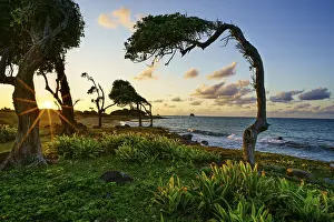 Drucke von Windgepeitschter Baum in Pointe Allegre, Sonnenuntergang, Sainte-Rose, Basse Terre, Guadeloupe, Französische Antillen, Karibik Windgepeitschter Baum in Pointe Allegre, Sonnenuntergang, Sainte-Rose Guadeloupe Drucke: Baum im Sturm bei Pointe Allegre