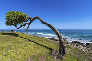 Drucke von Windgepeitschter Baum an der Pointe Allègre, Sainte-Rose, Basse Terre, Guadeloupe, Französische Antillen, Karibik Windgepeitschter Baum an der Pointe Allègre, Sainte-Rose, Basse Terre, Guadeloupe Guadeloupe Drucke: Baum im Sturm bei Pointe Allègre