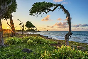 Bilder Datiert 30. März 2024: Baum im Sturmwind bei Pointe Allegre