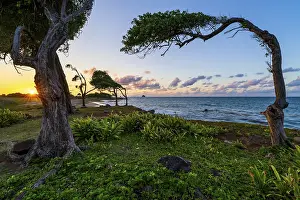 Bilder Datiert 30. März 2024: Baum im Sturm bei Pointe Allègre.