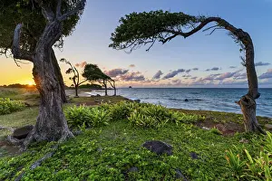 Gerahmter Druck : Baum im Sturm bei Pointe Allègre Gerahmter Druck : Baum im Sturm bei Pointe Allègre