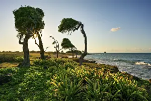 Bilder Datiert 30. März 2024: Windswept tree print pointe allgre guadeloupe
