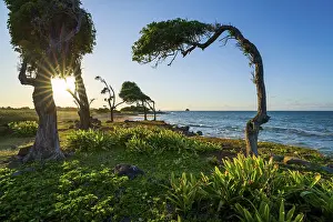 Bilder Datiert 30. März 2024: Windswept tree print sunset guadeloupe