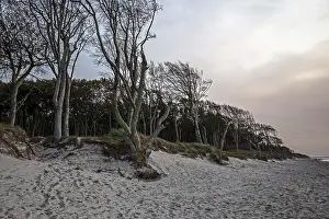 Windswept Tree Drucke: Windswept tree, Weststrand, DarBwald