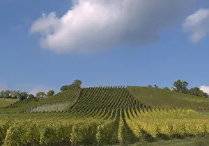 Grapevine Cultivation Germany Drucke: Winegrowing in the Steigerwald