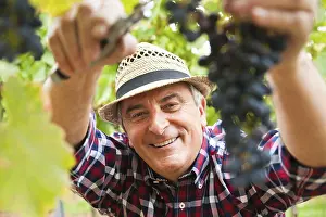 Vineyard Agriculture Drucke: Winemaker or vintner cutting grapes in his vineyard