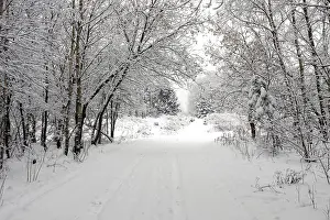 Snowy Countryside Drucke: Winter