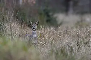 Female Deer Drucke: In the winter coat