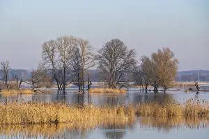 Winter Floods Germany Drucke: Winter floods, trees and flooded meadows in the floodplains along the river Oder
