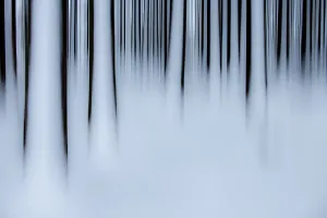 Southern Germany Winter Scenery Drucke: Winter forest artistically blurred