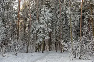 Frosty Forest Scene Drucke: Winter forest with a footpath