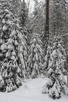 Winter Forest Landscape Drucke: Winter forest landscape