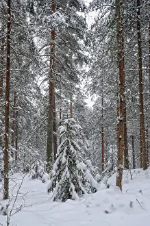 Snowy Rural Landscapes Drucke: Winter forest landscape