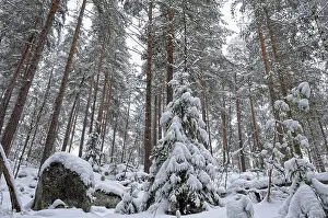 Deserted Countryside Landscapes Drucke: Winter forest landscape