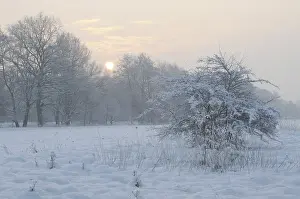 Snow Capped Trees In Winter Drucke: Winter landscape