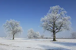Snow Capped Trees Drucke: Winter landscape