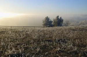 Snowy Evening Scene Drucke: Winter Landscape