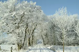 Winter Landscape Drucke: Winter landscape