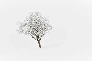Wintry Nature Scene Drucke: Winter Landscape, Deeply Snowed Tree