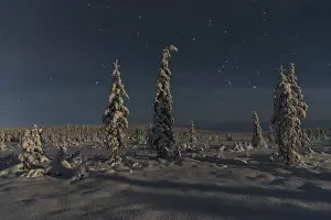 Lapland Sweden Winter Scene Drucke: Winter landscape in the moonlight