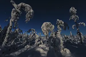UNESCO World Heritage Site Lapland Drucke: Winter landscape in the moonlight