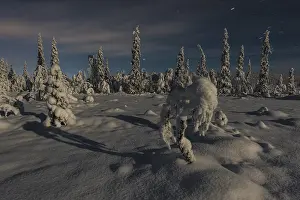 Scandinavian Night Sky Drucke: Winter landscape in the moonlight