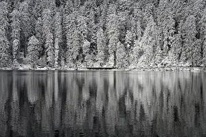 Winter Time Waterfront Scenes Drucke: Winter landscape at Mummelsee, reflection of the forest