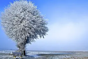 Winter Nature Photography Drucke: Winter landscape a single white tree under ice