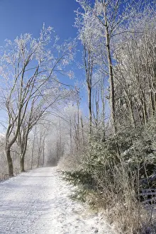 Snow Covered Trees Germany Drucke: Winter landscape, snow, trees, path