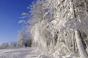 Wintry Landscape Photography Europe Drucke: Winter landscape, snow, trees, path