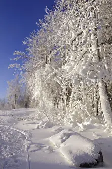 Central European Winter Scenery Drucke: Winter landscape, snow, trees, path
