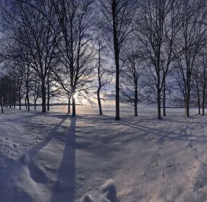 Bavarian Winter Landscape Drucke: Winter landscape with trees at sunset