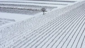 Top Down View Of Grapevine Cultivation Drucke: Winter landscape with vineyards and fields