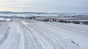 Winter Vineyard Landscape Drucke: Winter landscape with vineyards and fields