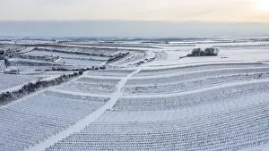 Winter Vineyard Landscape Drucke: Winter landscape with vineyards and fields