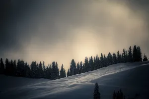 Backlight Shot Bavaria Drucke: Winter mountain forest in the backlight
