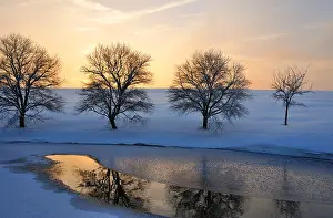 Evening Sun Silhouette Drucke: Winter, in the setting sun backlighting