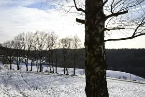Backlit Winter Scene Drucke: Winter, snow, edge of the forest