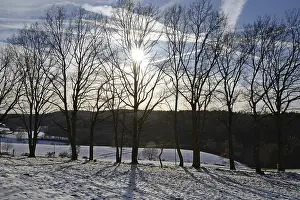 Snowy Forest Edge Drucke: Winter, snow, edge of the forest