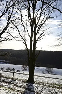 Snowy Forest Edge Drucke: Winter, snow, edge of the forest