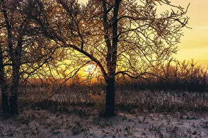 Morning Sunlight In Europe Drucke: Winter sunset in forest. Tree back-lit with sunlight