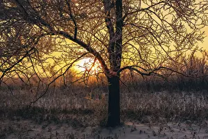 Russian Winter Landscape Photography Drucke: Winter sunset in forest. Tree back-lit with sunlight