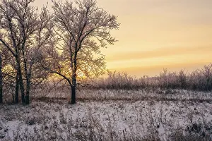 European Winter Landscape Photo Drucke: Winter sunset in forest. Tree back-lit with sunlight